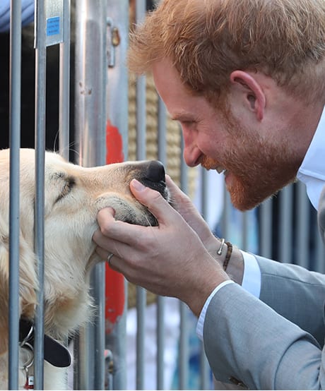 October 3, 2018: Prince Harry Nuzzles a Golden Retriever When Visiting Sussex, England