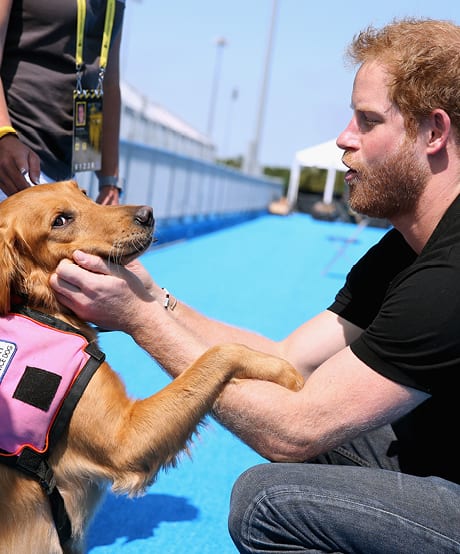 May 6, 2016: Prince Harry Meets Jasmine the Dogge at an Invictus Games Venue