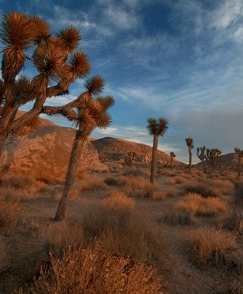 Joshua Tree California travel