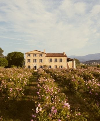 chanel grasse rose fields