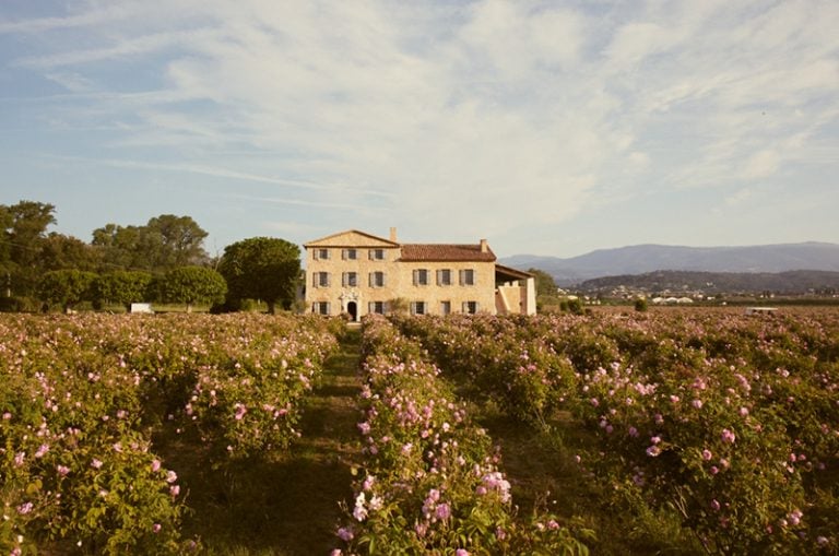 chanel grasse rose fields