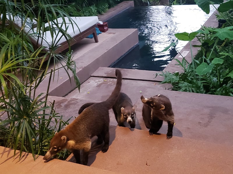 One&Only Mandarina patio coatis